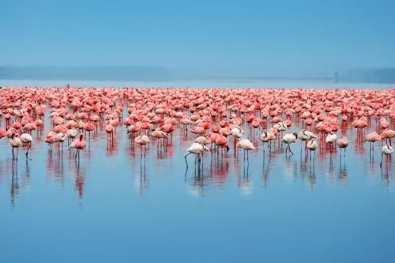 Best Kenya Wildlife Tour